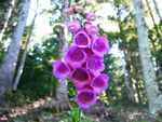 Digitalis purpurea